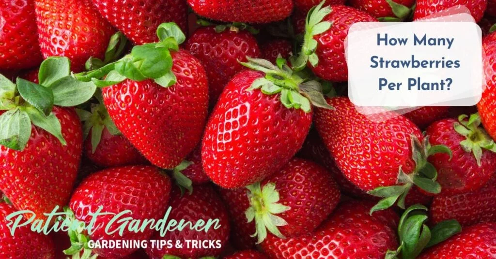 How Many Strawberries Will One Plant Yield?