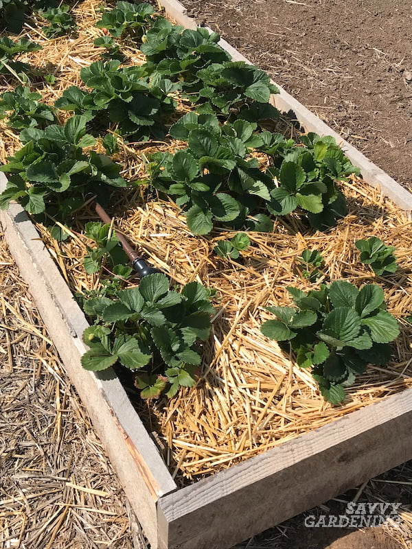 How To Plant Strawberries In A Raised Bed?