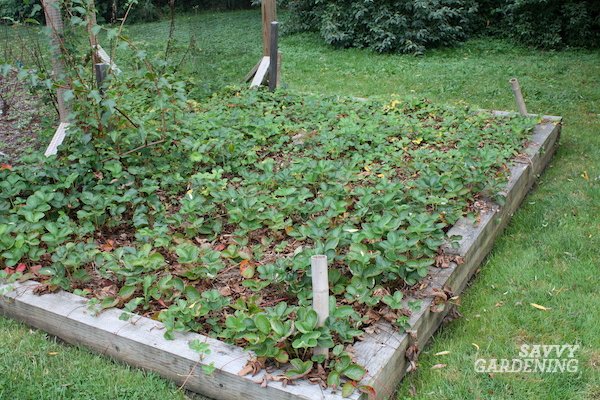How To Plant Strawberries In A Raised Bed?