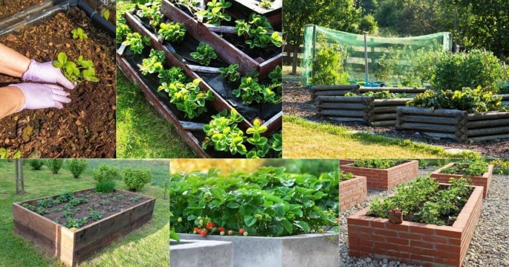 How To Plant Strawberries In A Raised Bed?