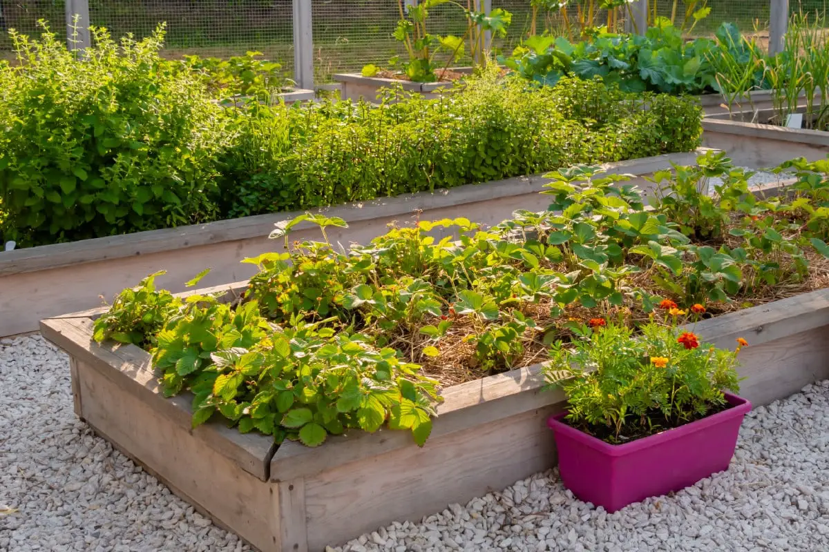 How To Plant Strawberries In A Raised Bed