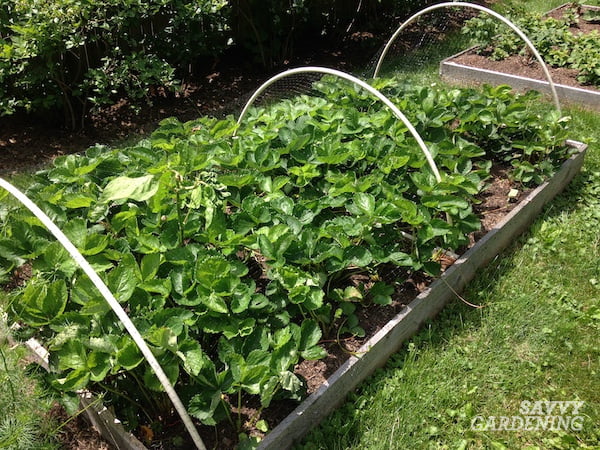 How To Plant Strawberries In A Raised Bed?