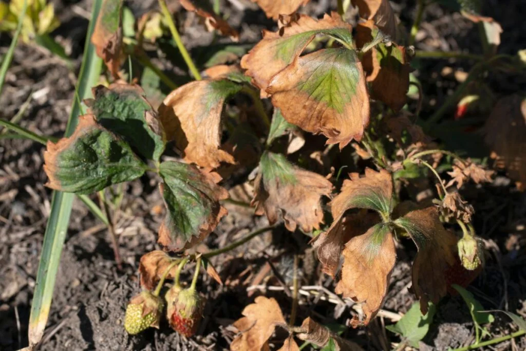 How To Tell If Strawberry Plant Is Dead? How To Tell If Strawberry Plant Is Dead?