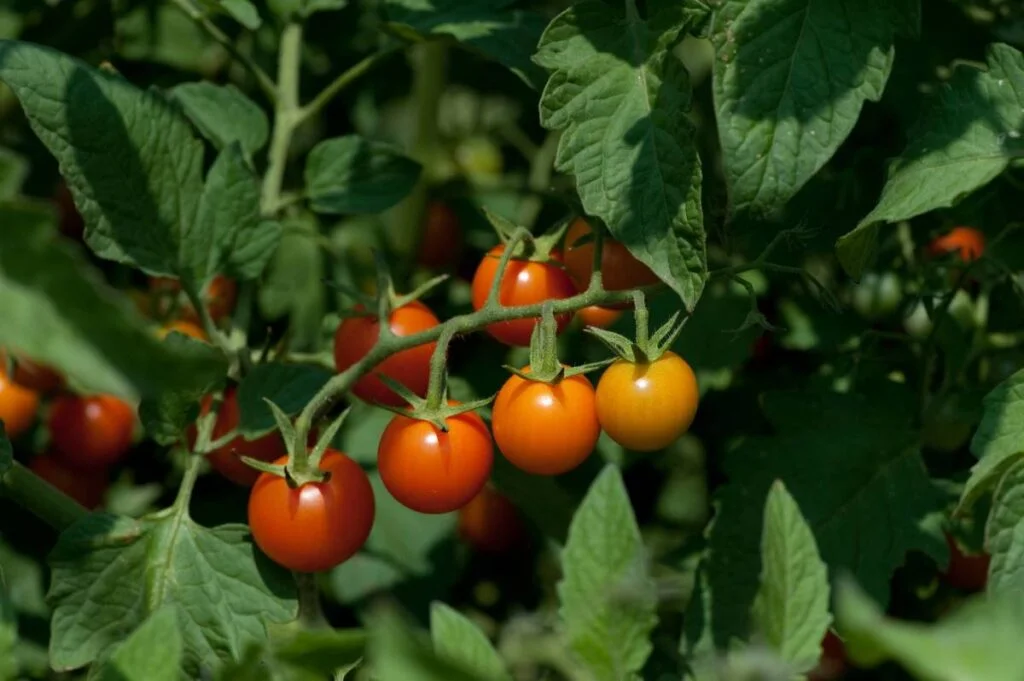 Is Direct Sunlight Bad For Tomatoes?