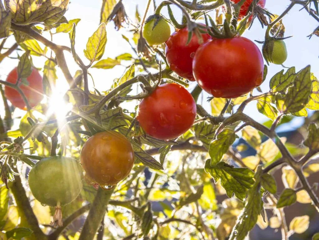 Is Direct Sunlight Bad For Tomatoes?