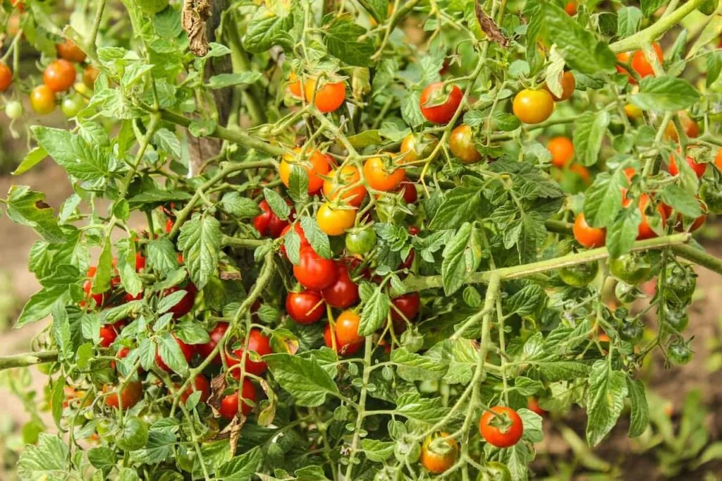 Is Direct Sunlight Bad For Tomatoes?