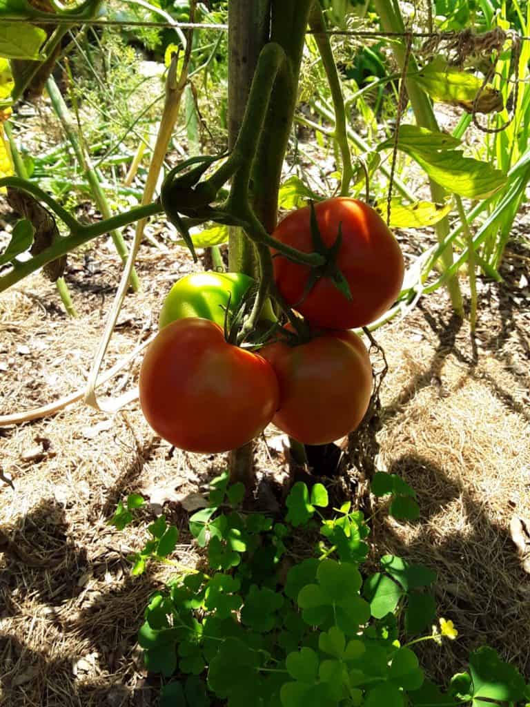 Is Direct Sunlight Bad For Tomatoes? Is Direct Sunlight Bad For Tomatoes?