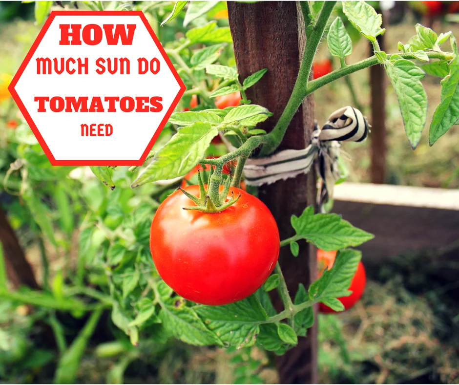 Is Direct Sunlight Bad For Tomatoes?