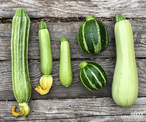 Is Zucchini All Year Round? Is Zucchini All Year Round?