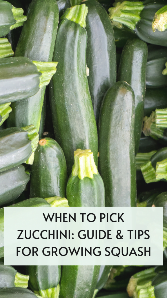 Is Zucchini All Year Round?