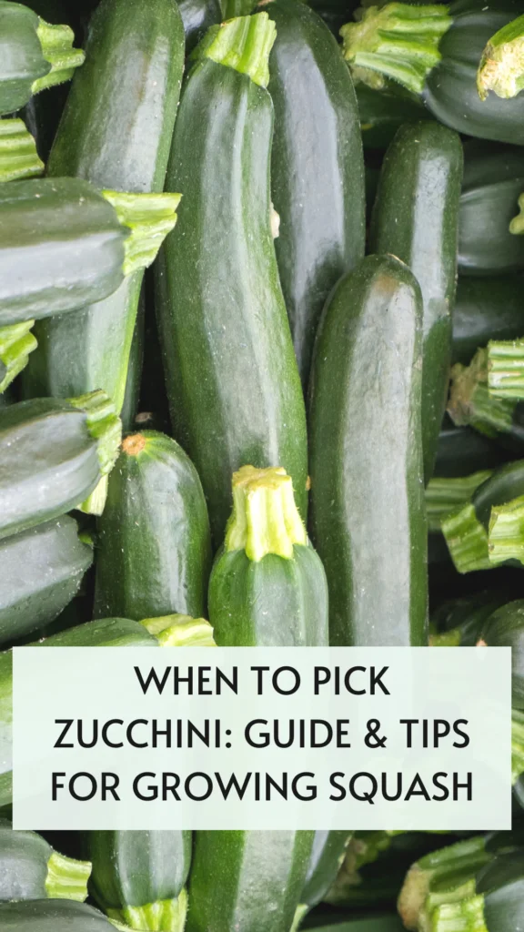 Is Zucchini All Year Round? Is Zucchini All Year Round?