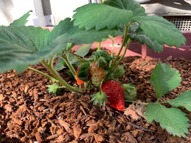 Strawberry Plant Wont Produce Fruit. Strawberry Plant Wont Produce Fruit.
