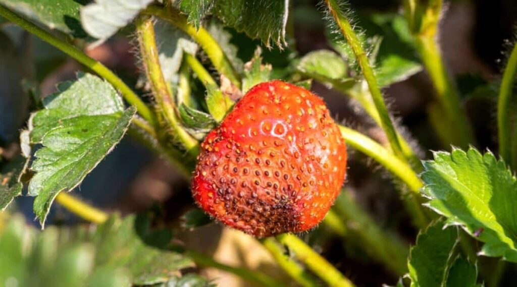 Strawberry Plant Wont Produce Fruit. Strawberry Plant Wont Produce Fruit.
