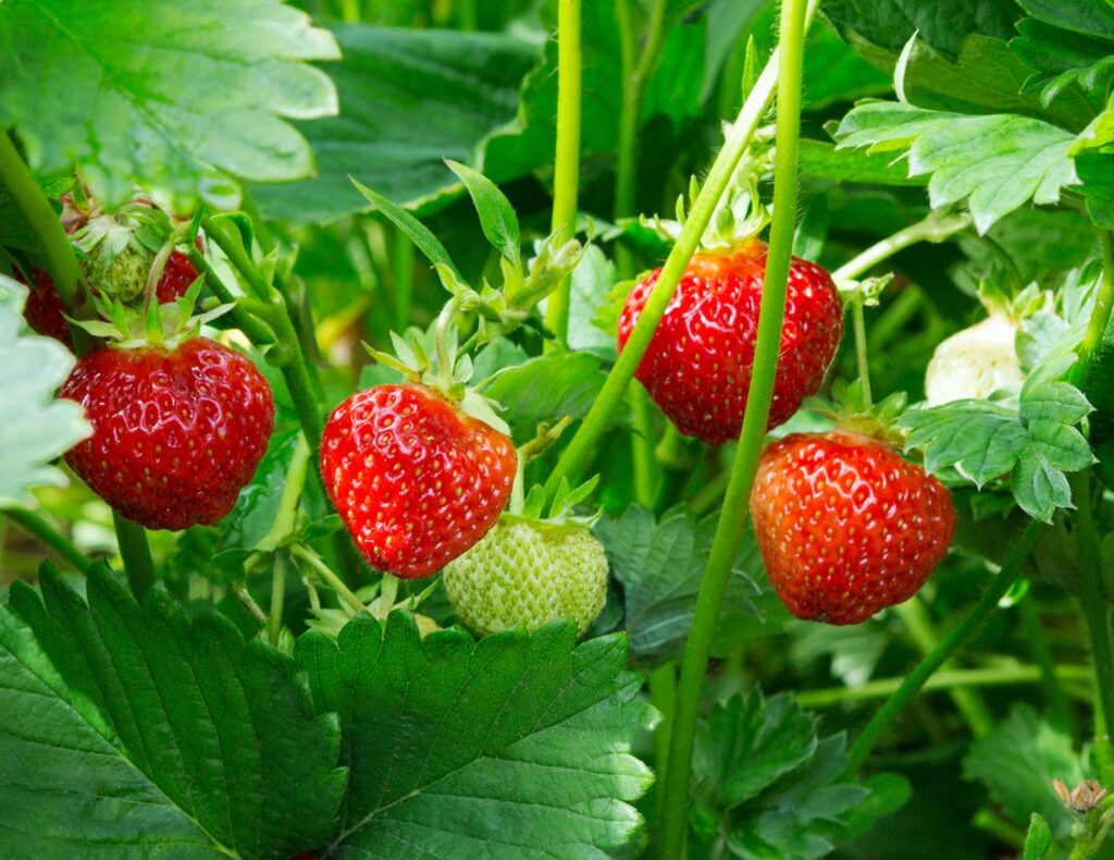 Strawberry Plant Wont Produce Fruit. Strawberry Plant Wont Produce Fruit.