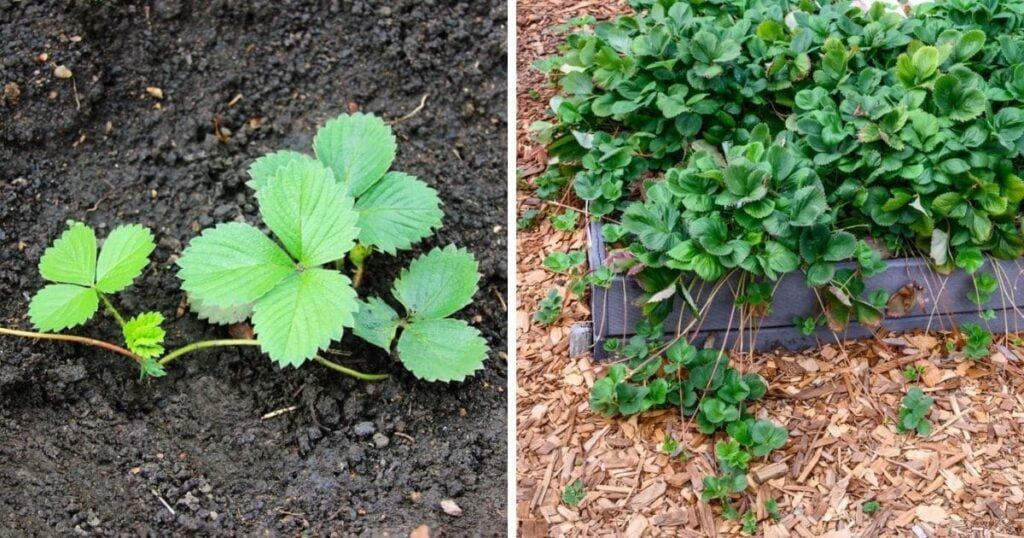 Strawberry Plant Wont Produce Fruit. Strawberry Plant Wont Produce Fruit.