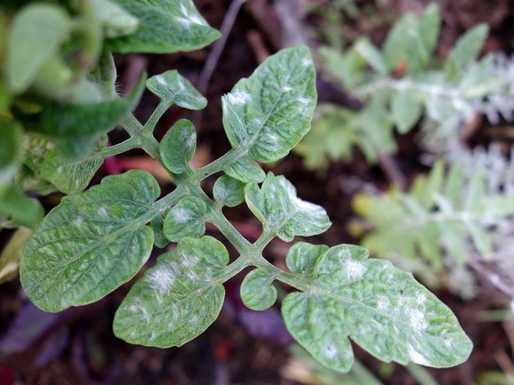 Tomatoes Plant Has White Spots