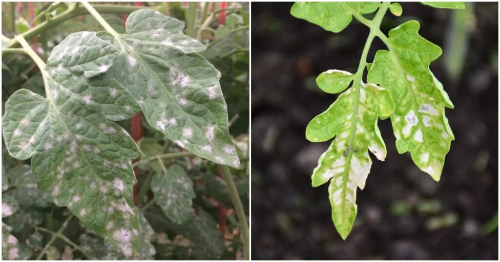 Tomatoes Plant Has White Spots