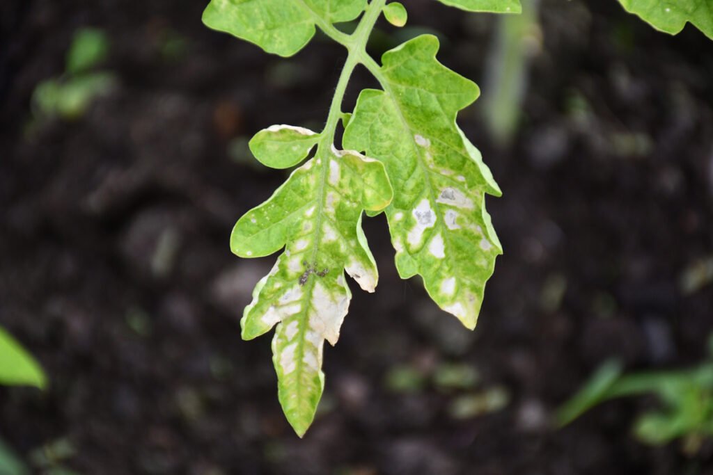 Tomatoes Plant Has White Spots