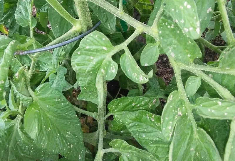 Tomatoes Plant Has White Spots