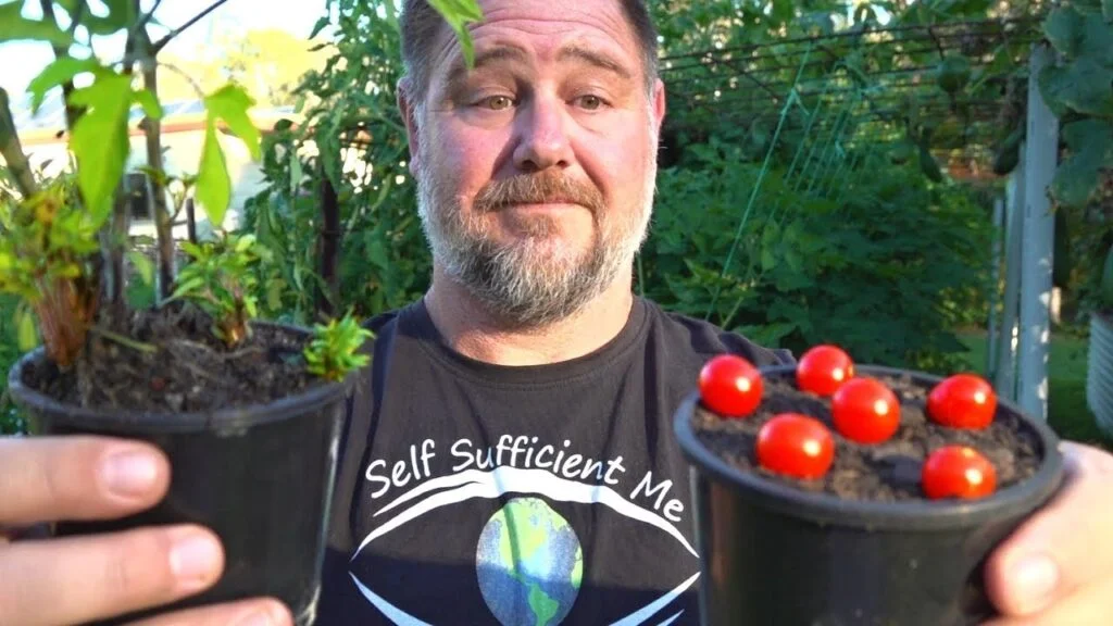 What Happens If You Plant A Whole Tomato
