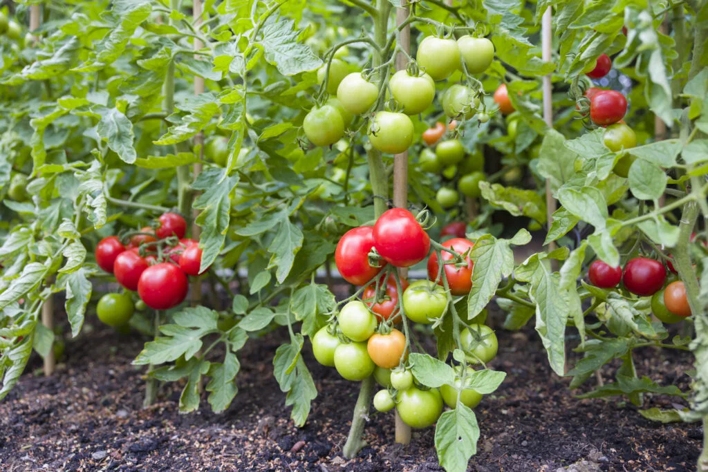 What Happens If You Plant A Whole Tomato