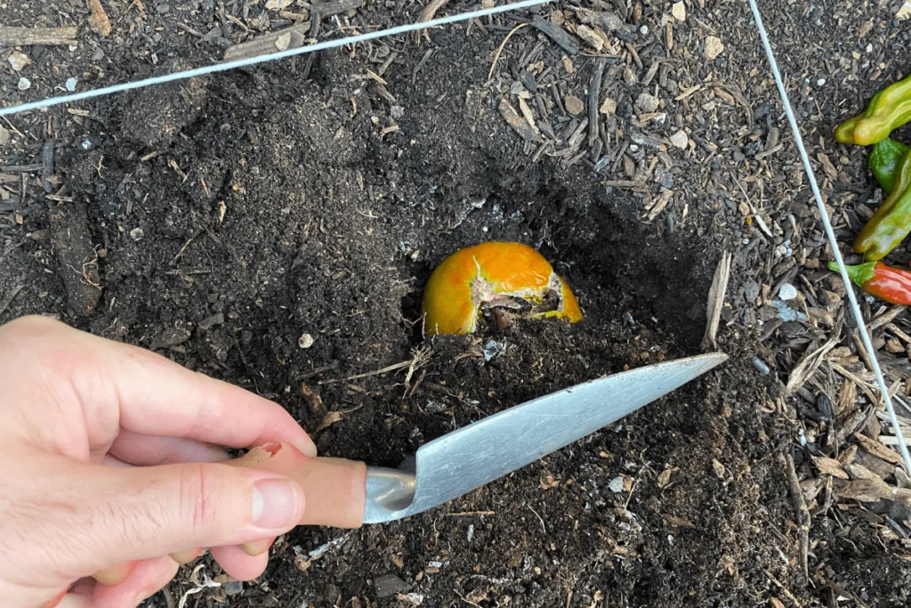 What Happens If You Plant A Whole Tomato