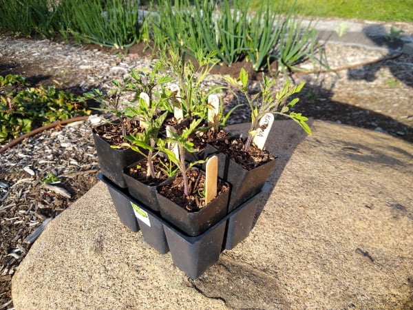 What Happens If You Plant Tomatoes Too Early What Happens If You Plant Tomatoes Too Early