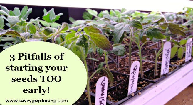 What Happens If You Plant Tomatoes Too Early What Happens If You Plant Tomatoes Too Early