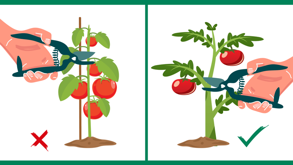 What Happens If You Plant Tomatoes Too Early What Happens If You Plant Tomatoes Too Early