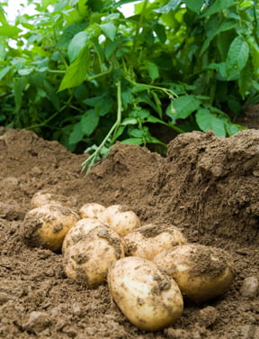 What Is The Best Soil For Potatoes? What Is The Best Soil For Potatoes?