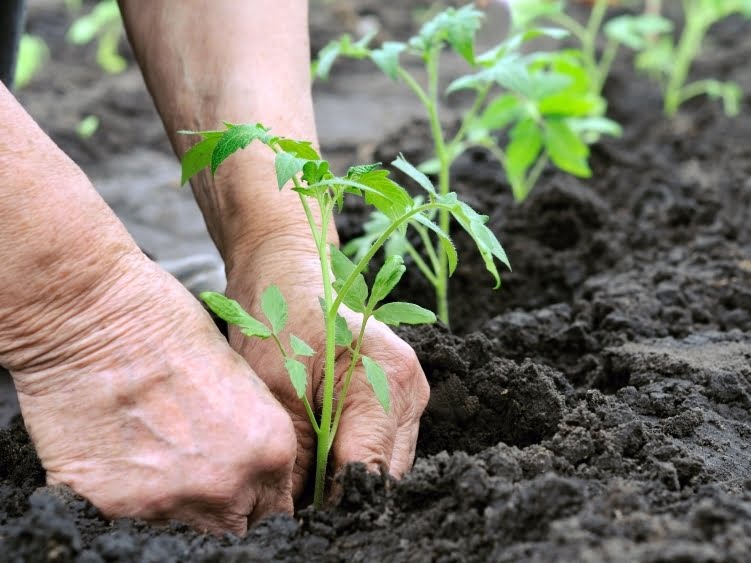 What Is The Best Soil For Tomatoes? What Is The Best Soil For Tomatoes?