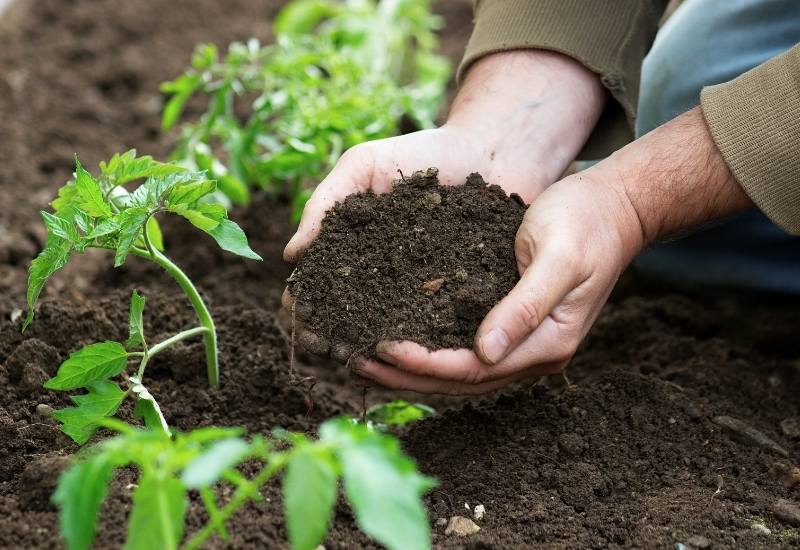 What Is The Best Soil For Tomatoes? What Is The Best Soil For Tomatoes?