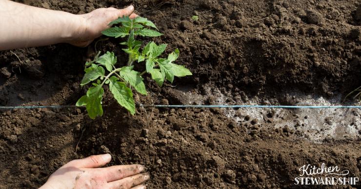 What Is The Best Soil For Tomatoes? What Is The Best Soil For Tomatoes?