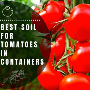 What Is The Best Soil For Tomatoes?