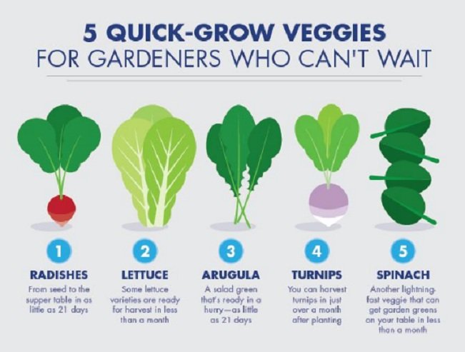 What Is The Quickest Growing Vegetable? What Is The Quickest Growing Vegetable?