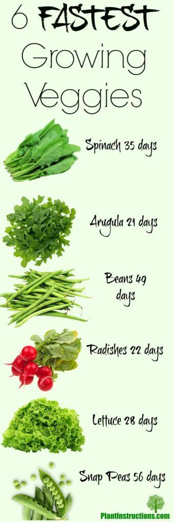 What Is The Quickest Growing Vegetable? What Is The Quickest Growing Vegetable?