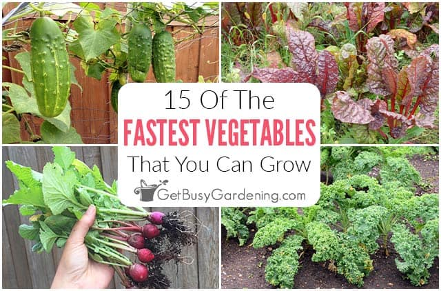 What Is The Quickest Growing Vegetable? What Is The Quickest Growing Vegetable?