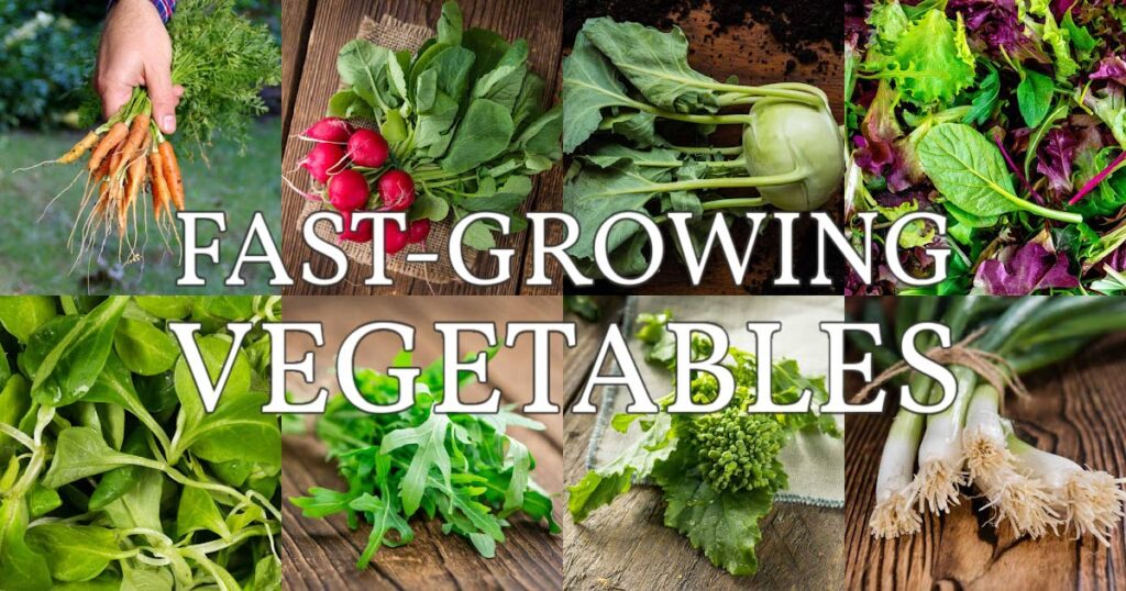 What Is The Quickest Growing Vegetable? What Is The Quickest Growing Vegetable?