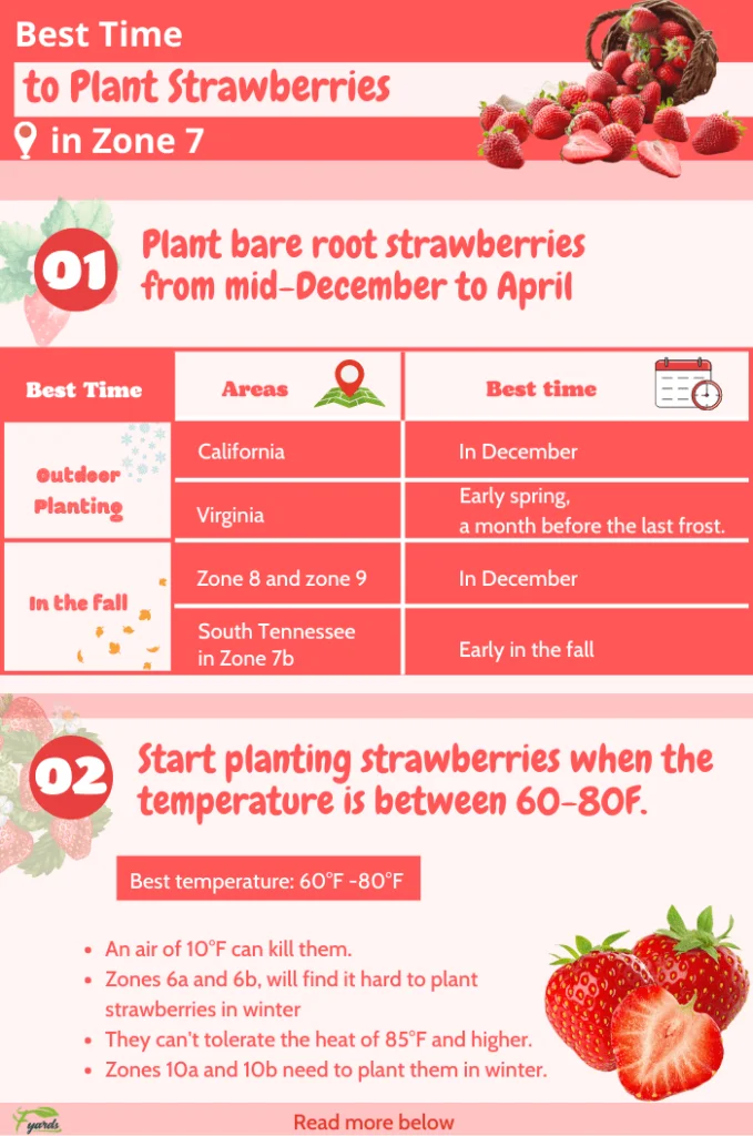 What Month Do You Plant Strawberries?