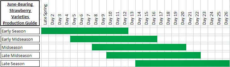 What Month Do You Plant Strawberries? What Month Do You Plant Strawberries?