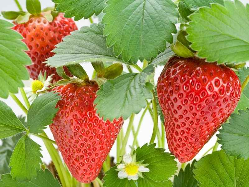 What Not To Plant With Strawberries?