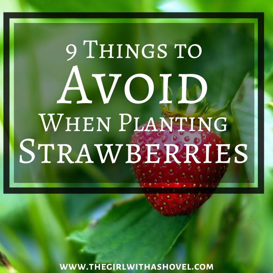 What Not To Plant With Strawberries?