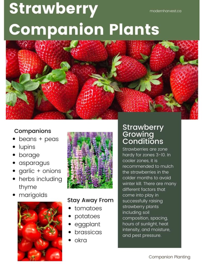 What Not To Plant With Strawberries?