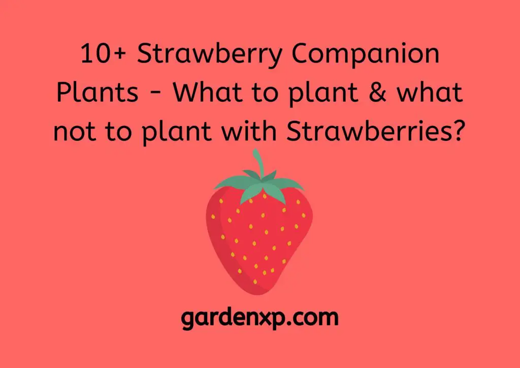 What Not To Plant With Strawberries?