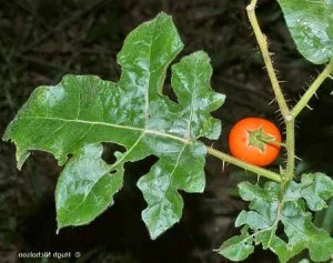 What Part Of Tomato Plant Is Poisonous