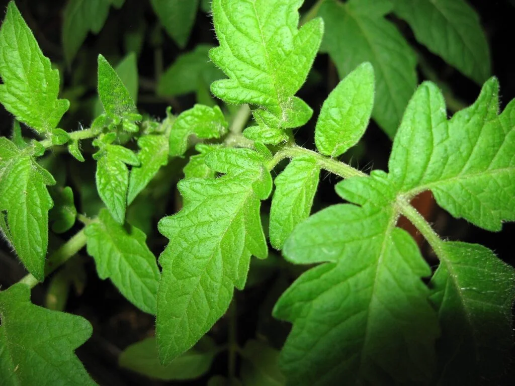 What Part Of Tomato Plant Is Poisonous