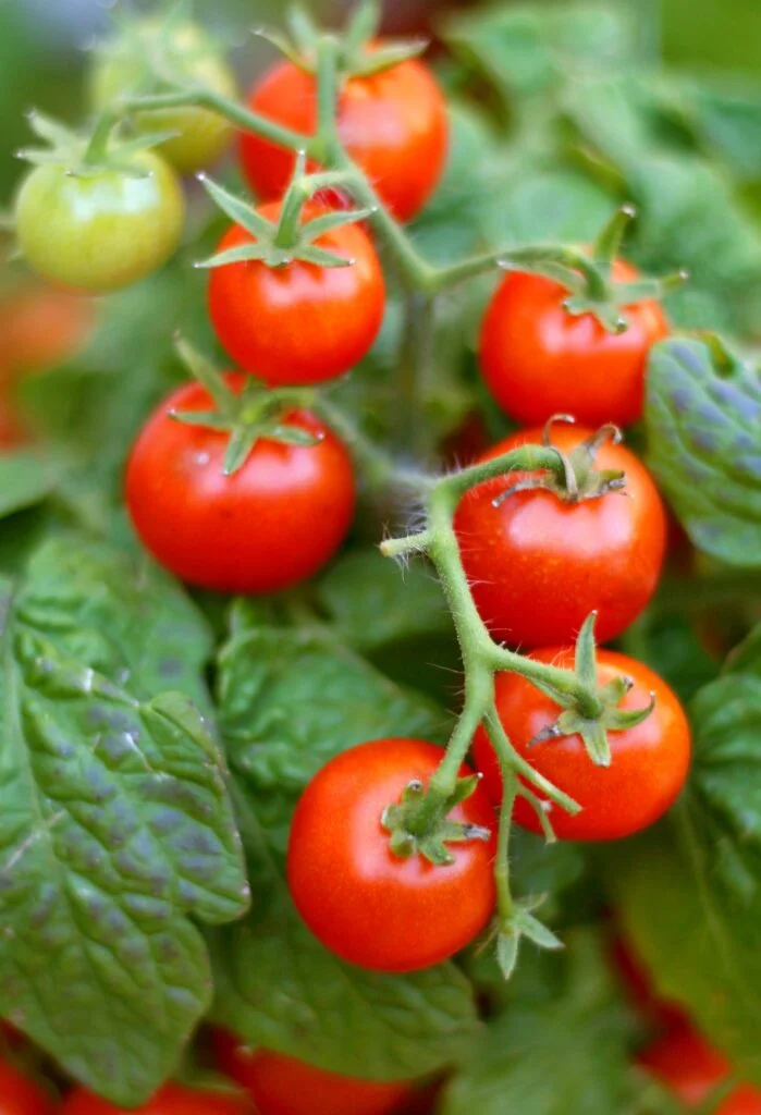 What Part Of Tomato Plant Is Poisonous