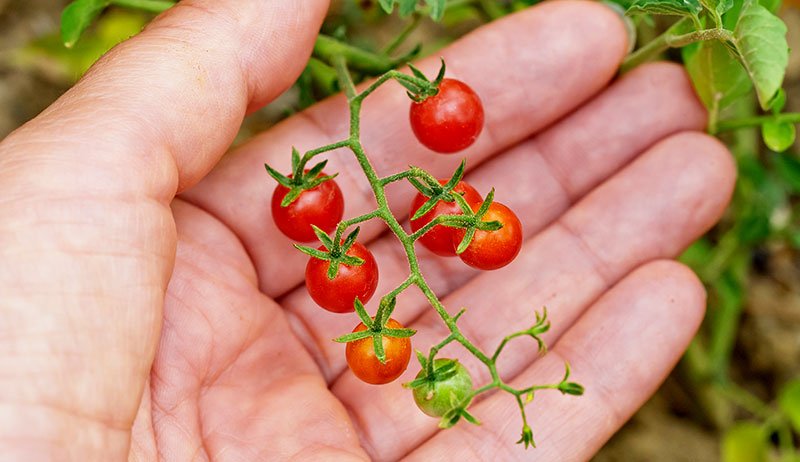 What Part Of Tomato Plant Is Poisonous What Part Of Tomato Plant Is Poisonous
