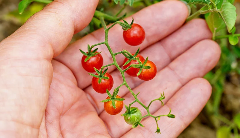 What Part Of Tomato Plant Is Poisonous