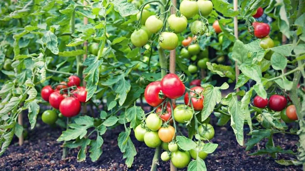 What Part Of Tomato Plant Is Poisonous What Part Of Tomato Plant Is Poisonous